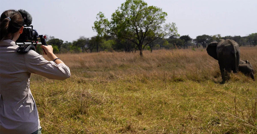 La lutte mondiale pour la protection des éléphants